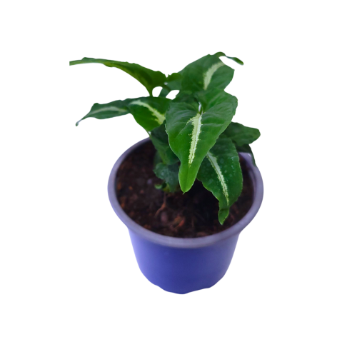 Syngonium wenlandii