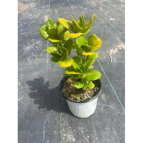 Coprosma Verde / Coprosma Baueri