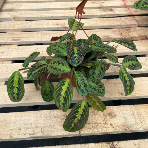 Maranta Leuconeura