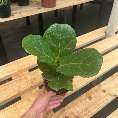 Ficus Lyrata Bambino