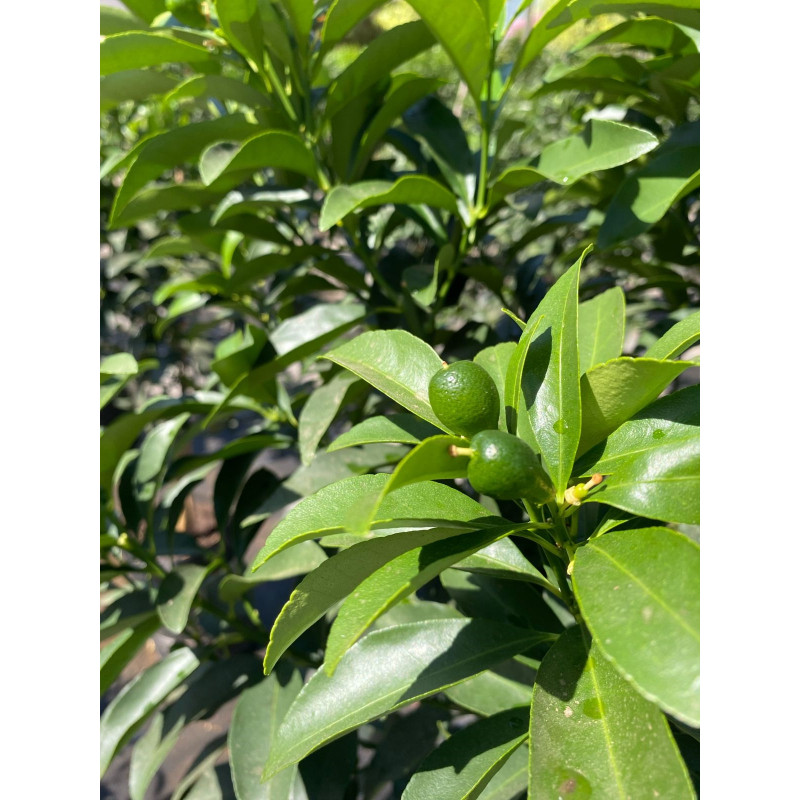 Kumquat Nagami 