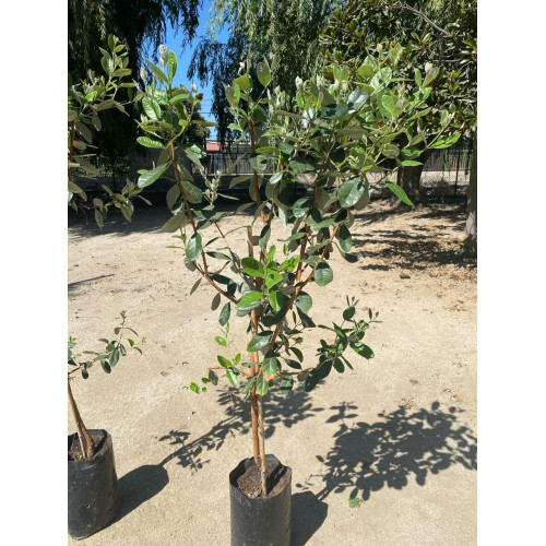 Feijoa