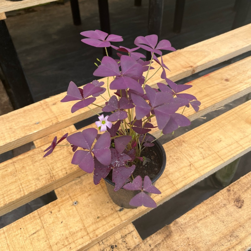 Oxalis Triangularis