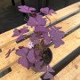Oxalis Triangularis ( Trebol Morado )