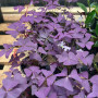Oxalis Triangularis ( Trebol Morado )