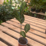 Calathea Albertii