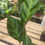 Calathea Albertii