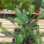 Calathea Albertii