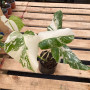 Monstera Variegada