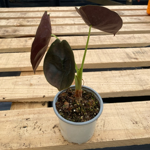Alocasia Cuprea