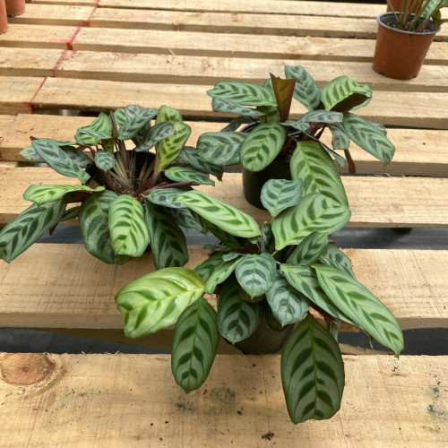 Calathea Burle Marxii