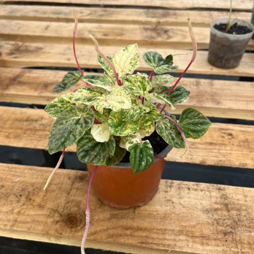 Peperomia Caperata Variegada