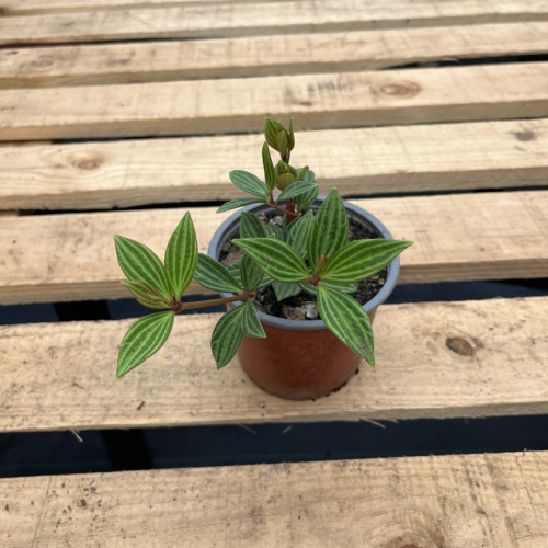 Peperomia Fosteri