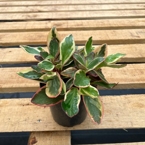 Peperomia Ginny