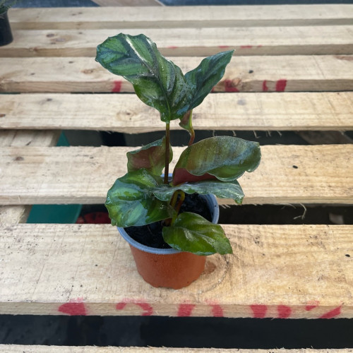 Calathea Fasciata