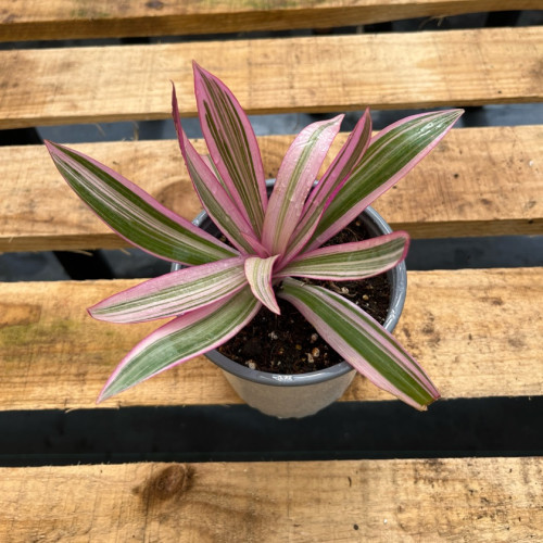 Tradescantia Spathacea
