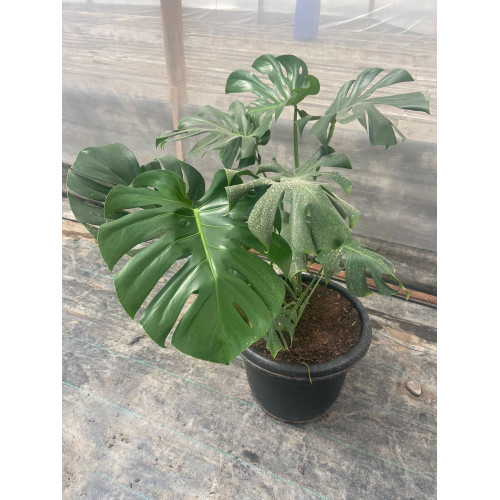 Monstera Deliciosa