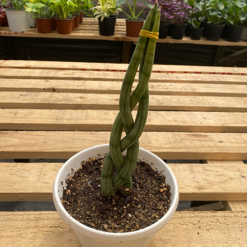 sansevieria cylindrica trenzada