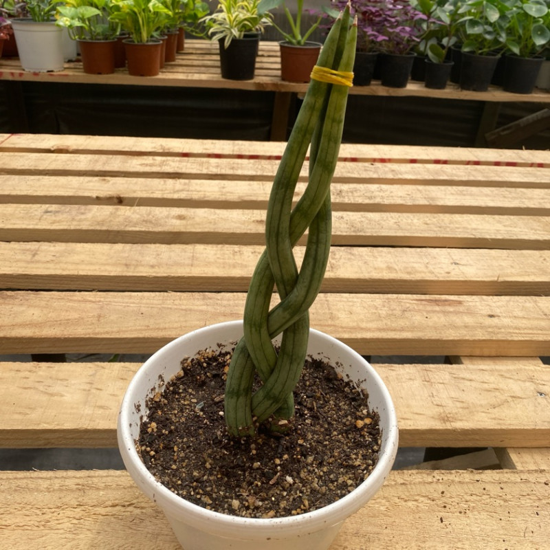 sansevieria cylindrica trenzada