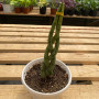 sansevieria cylindrica trenzada