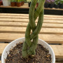 sansevieria cylindrica trenzada
