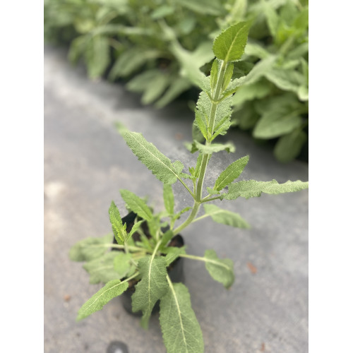 Salvia Stepposa Azul