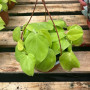 Philodendron Cordatum Lemon C19