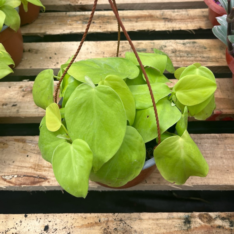 Philodendron Cordatum Lemon C19