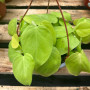 Philodendron Cordatum Lemon C19