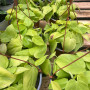 Philodendron Cordatum Lemon C19