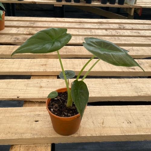Alocasia Wentii