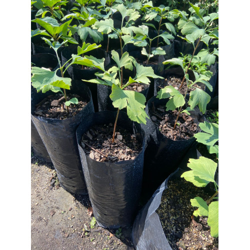 Ginkgo Biloba