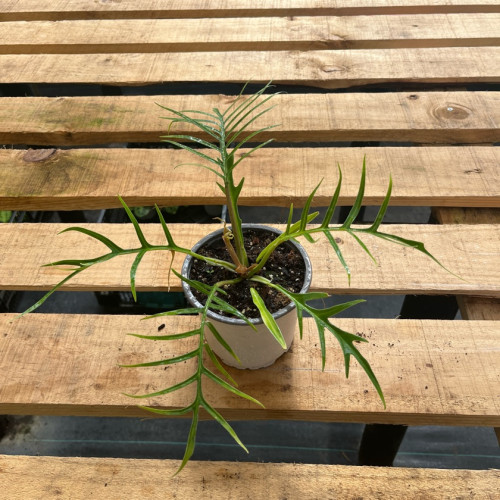 Philodendron Tortum (M)