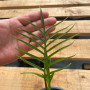 Philodendron Tortum (M)