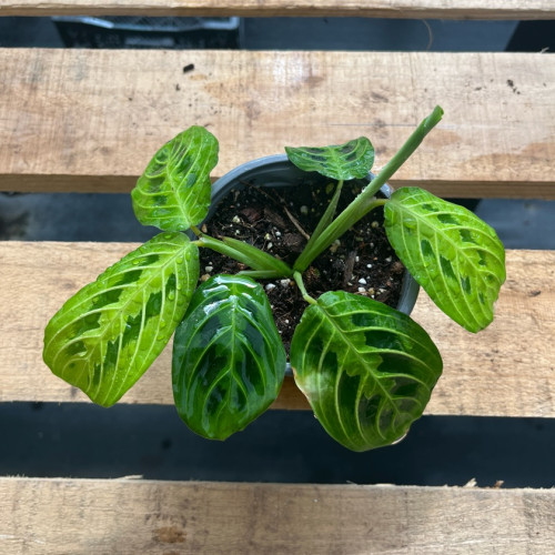 Calathea Lemon Lime