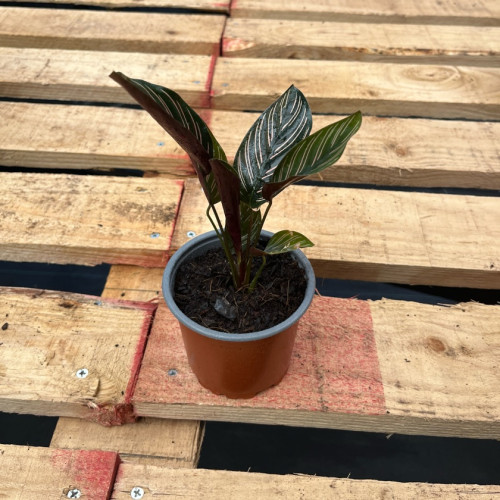 Calathea Ornata Sanderiana