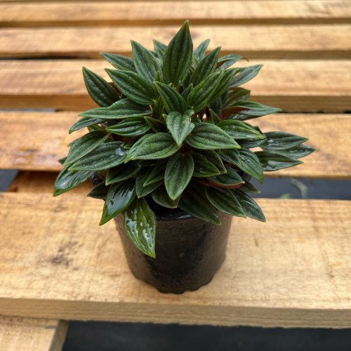 Peperomia Rosso