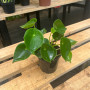 Peperomia Cucharita (S)