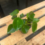 Peperomia Cucharita (S)