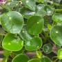 Peperomia Cucharita (S)