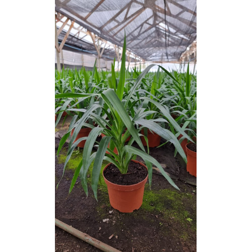 Yuca Punta