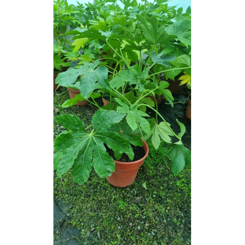 Aralia