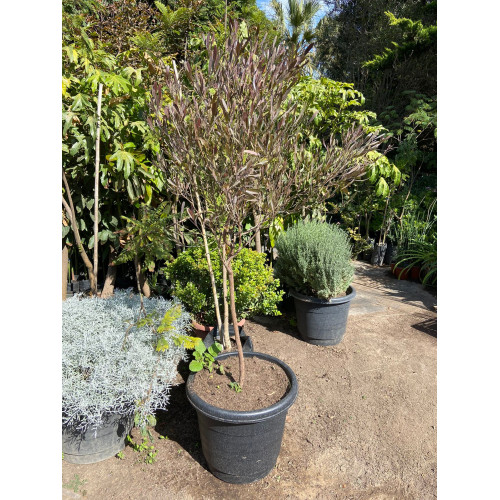Estenocarpo Pie Alto (Stenocarpus)