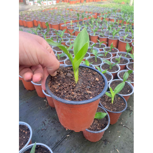 Strelitzia /  Flor del Pajaro
