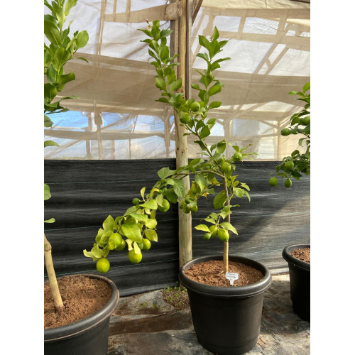 Limon Eureka Grande