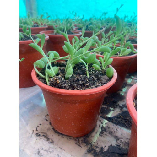 Senecio Herrianus / Sandia
