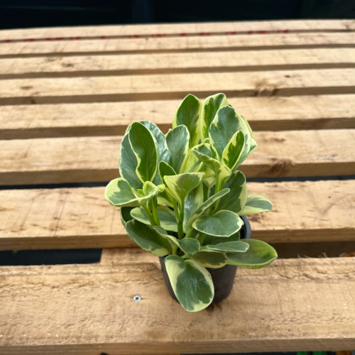 Peperomia Obstusifolia Variegada (S)