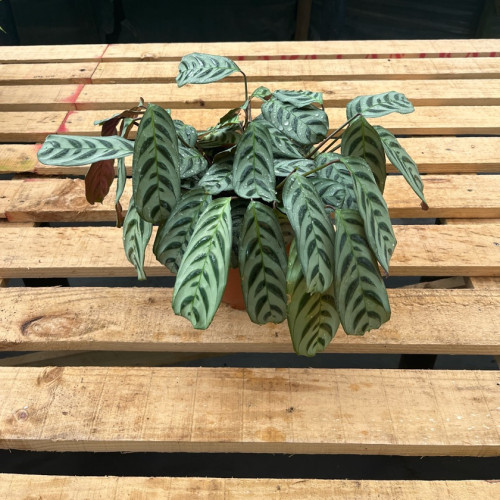 Calathea Burle Marxii (L)