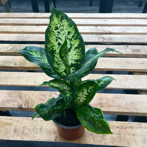 Dieffenbachia Camila (S) — Dieffenbachia Camila precio Chile