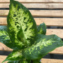Dieffenbachia Camila (S) — Dieffenbachia Camila precio Chile